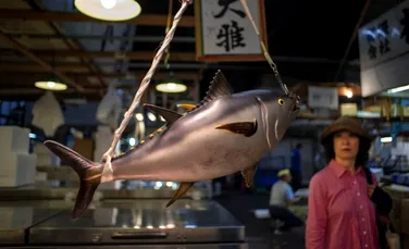 Record la licitația de pește de la Tokyo. Cât a plătit un japonez pentru un ton roșu uriaș?