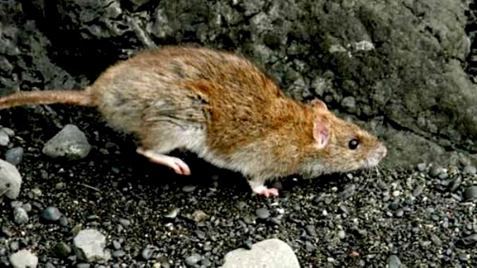 Insula Sobolanilor a fost curatata de rozatoare