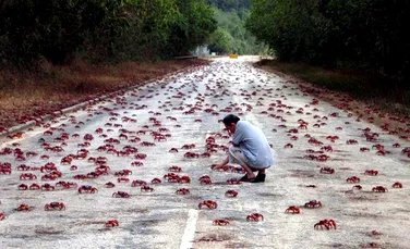 Anual, străzile din Insula Crăciunului sunt invadate de 120 de milioane de crabi (GALERIE FOTO)