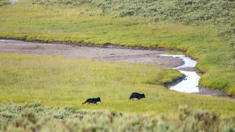 Ce s-a întâmplat în Parcul Național Yellowstone după reintroducerea lupilor?