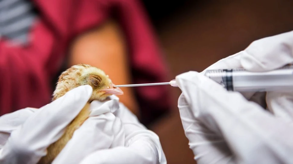 Primul caz din lume de gripă aviară H10N3 la om, depistat în China