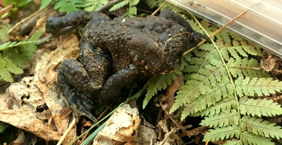 VIDEO. Natura poate fi cu adevărat bizară: o cercetătoare a găsit o broască fără faţă care încerca să se orienteze într-o pădură din SUA