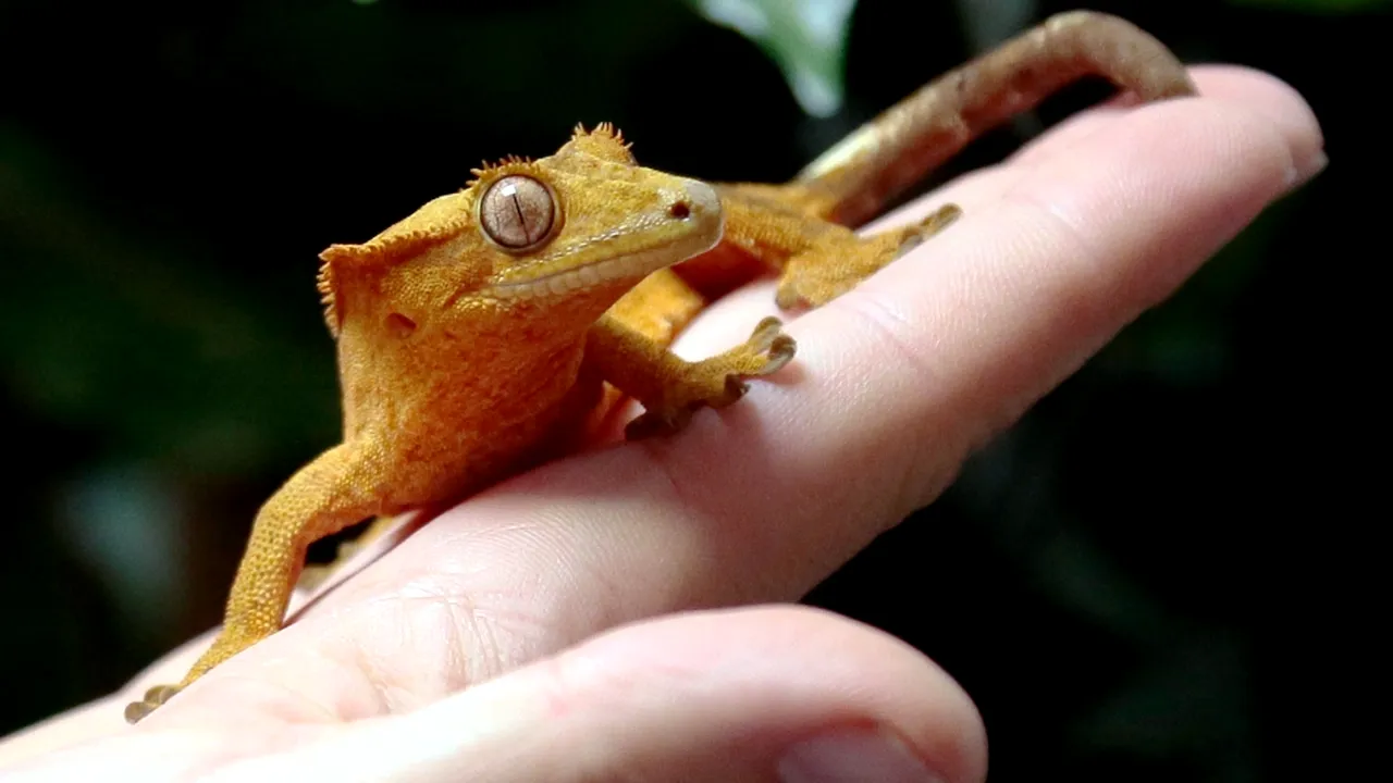 1-gecko 