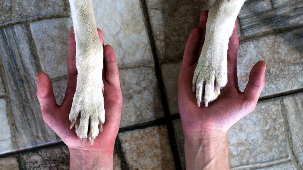 De ce îi irită pe unii oameni compasiunea față de animale a altora. Psihologia criticilor de tipul „De oameni nu-ți pasă?”