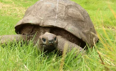 Jonathan are 194 de ani. Ce au descoperit cercetătorii în ADN-ul celui mai bătrân animal terestru cunoscut