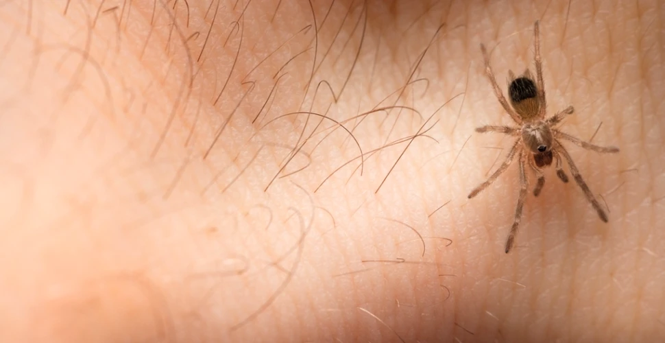 Un bărbat susţine că un păianjen a supravieţuit timp de 3 zile în corpul său, târându-se pe sub piele (FOTO)