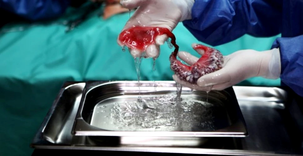 Să inventăm noi organe umane: un designer a imaginat organe hibride cu „superputeri” (VIDEO)