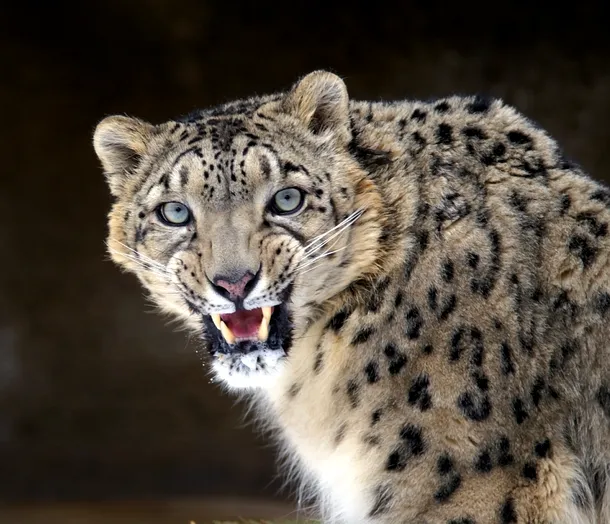 Leopardul zăpezilor expresiv