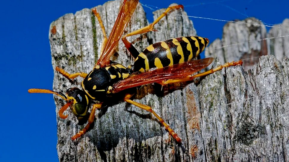 Cercetătorii au descoperit 16 noi specii de viespi care se ascundeau chiar sub ochii noștri