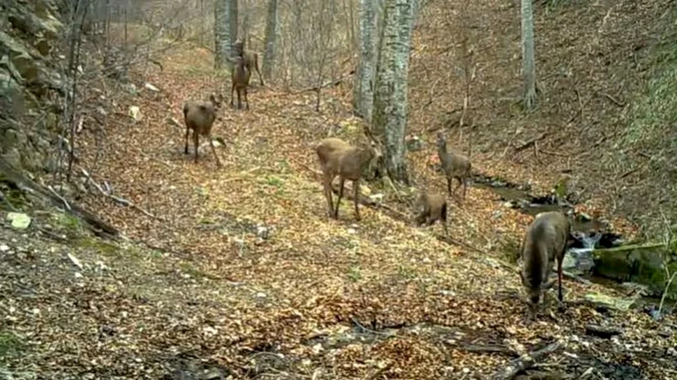 Un cârd de ciute, surprins într-o pădure din Parcul Național Semenic- Cheile Carașului