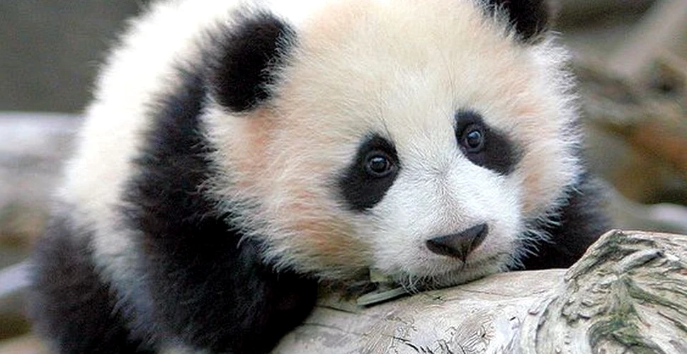 Şase ursuleţi panda protejaţi de lege au fost recuperaţi de la nişte traficanţi în Laos