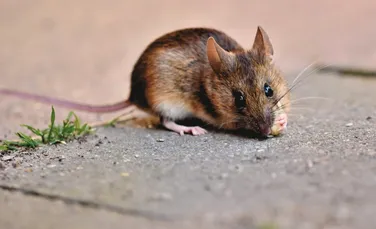 Bacteria care descompune nicotina a fost găsită în stomacurile șoarecilor