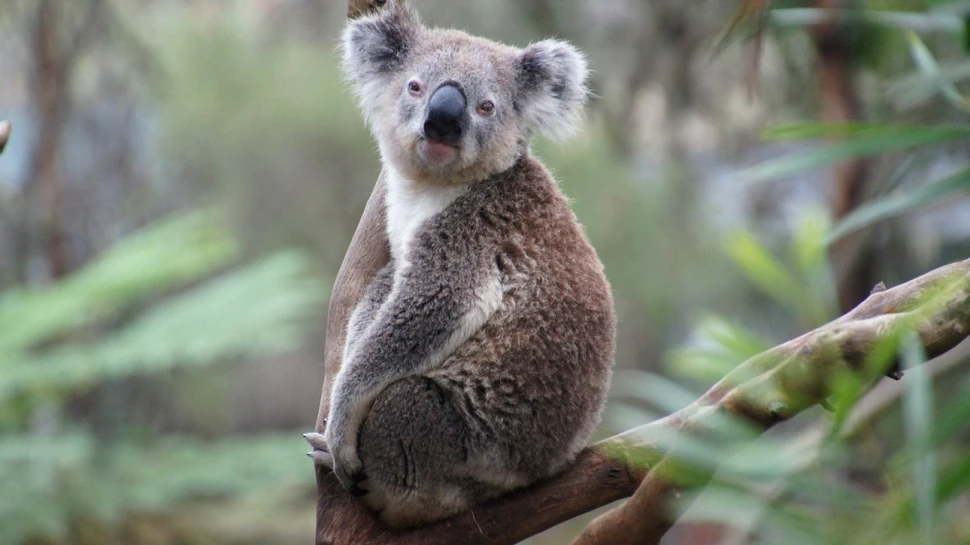 Dieta urşilor koala ar ucide majoritatea mamiferelor, însă genomul lor îi ajută să supravieţuiască