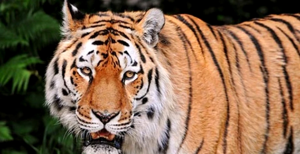 Premieră mondială: Tigru siberian, tratat cu celule stem, în Ungaria