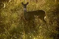 Căprioarele creează semnale ultraviolete în păduri, au descoperit cercetătorii