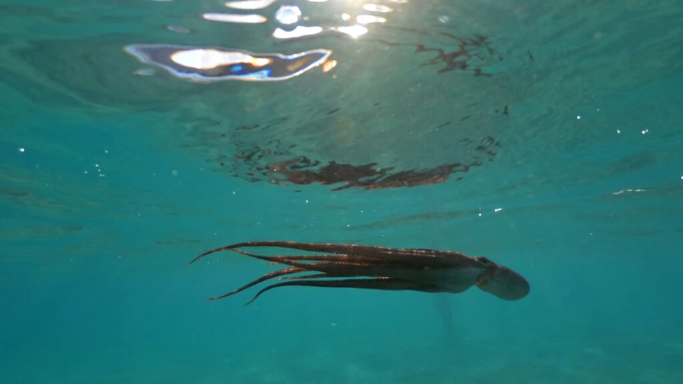 Un calamar uriaș, eșuat pe o plajă din Africa de Sud, le-a oferit trecătorilor o priveliște incredibilă