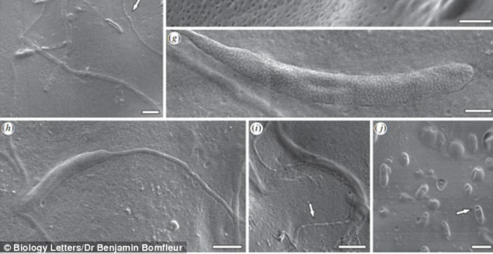 Cercetătorii au descoperit cele mai vechi urme de spermă fosilizată