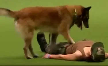 Spectacolul oferit de un câine la un show canin. Cum îşi resuscitează stăpânul. VIDEO