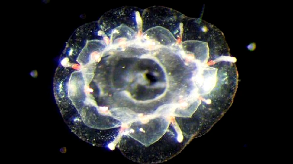 O noua si ciudata specie de meduza