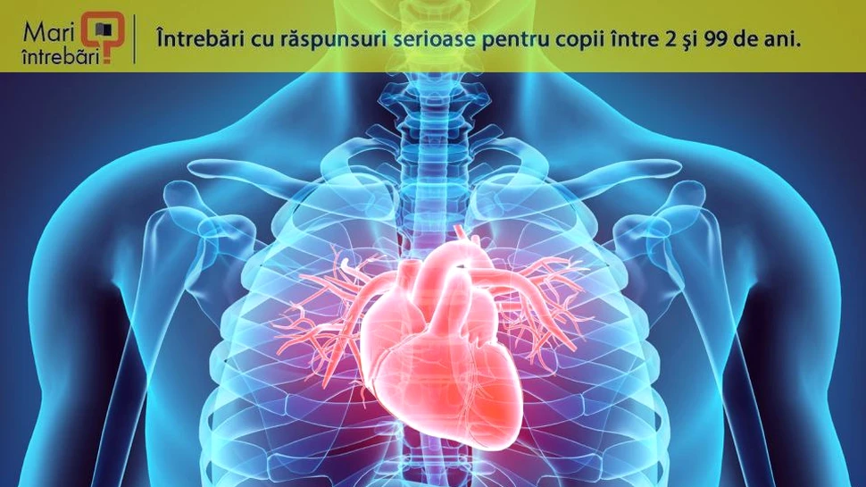 De ce cancerul cardiac apare extrem de rar?