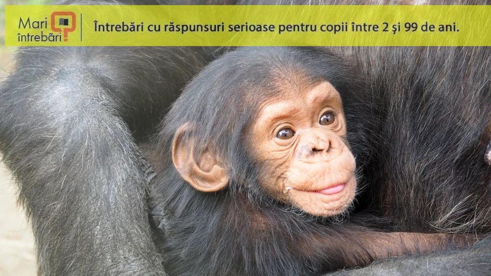 De ce nu au evoluat toate primatele în oameni?