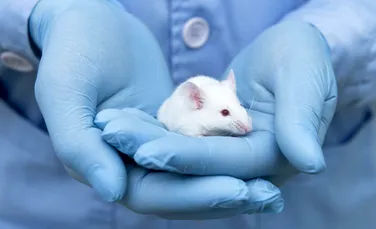 Cercetătorii au reușit să obțină pui de șoareci din doi masculi