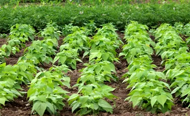 O plantă cheamă în ajutor „trupe speciale” atunci când este atacată de omizi
