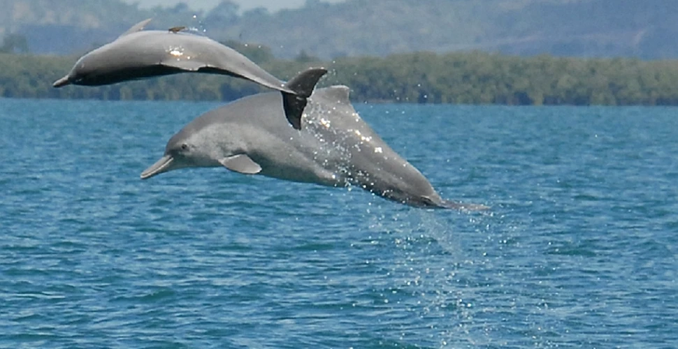 Eveniment rar în lumea mamiferelor: a fost descoperită o specie nouă de delfin cu cocoaşă!
