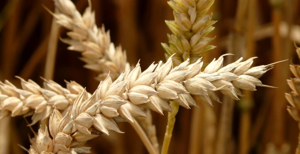 „Sfântul Graal” al grâului ar putea hrăni întreaga planetă supraîncălzită