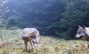 Imagini spectaculoase: O haită de lupi își marchează teritoriul într-o pădure din Munții Piatra Craiului