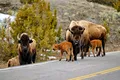 Cerere în căsătorie, întreruptă de un bizon în cel mai mare parc național din SUA