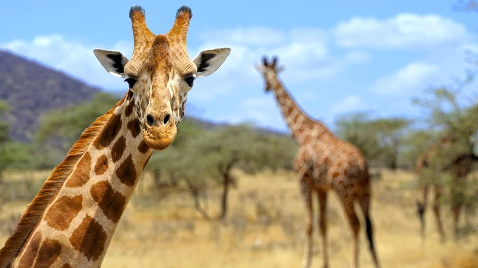 Girafele au fost puse pe lista animalelor pe cale de dispariţie