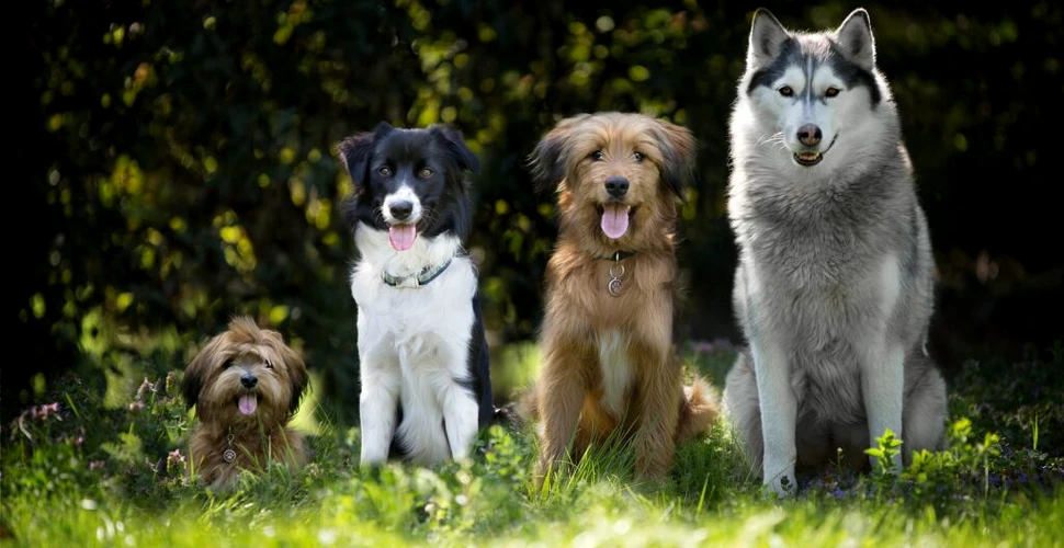 Cum au devenit câinii cei mai buni prieteni ai omului? Cercetătorii au descoperit indiciile genetice