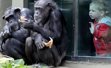 Au cimpanzeii fair play?