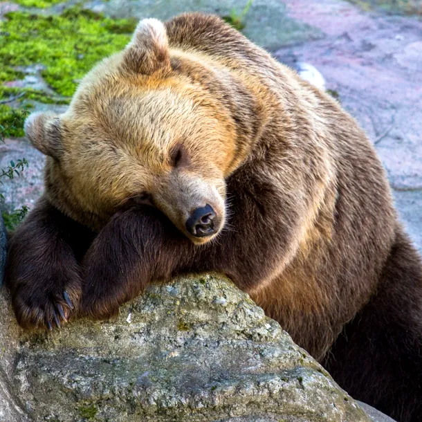 Urşii ies deseori iarna din bârloguri.