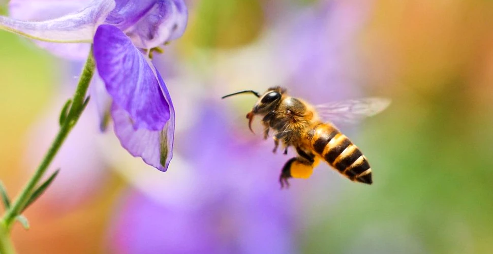 Pesticidele pun în pericol albinele. Plantele nu mai pot fi polenizate