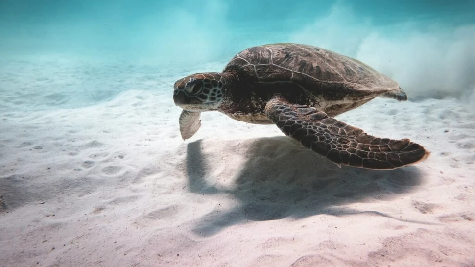 Peste 1,1 milioane de țestoase marine braconate în ultimele decenii, arată un studiu