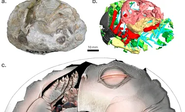 Acestea sunt primele dovezi că strămoșii mamiferelor depuneau ouă!