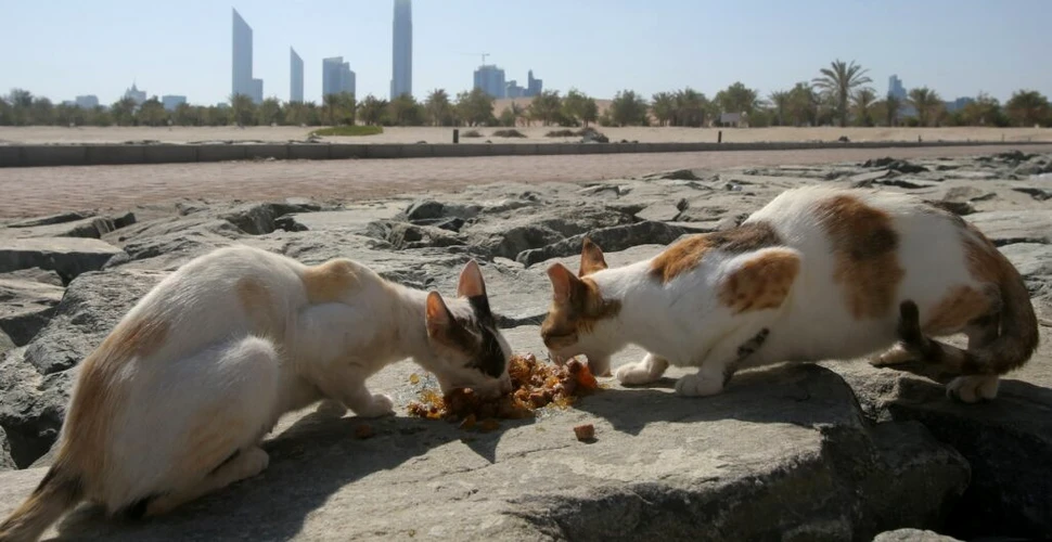 Zeci de pisici au fost abandonate și lăsate să moară în deșert în Emiratele Arabe Unite