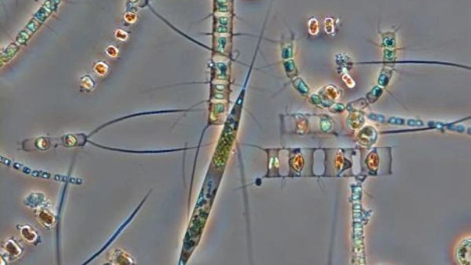 Mor oceanele Terrei. Urmam noi?