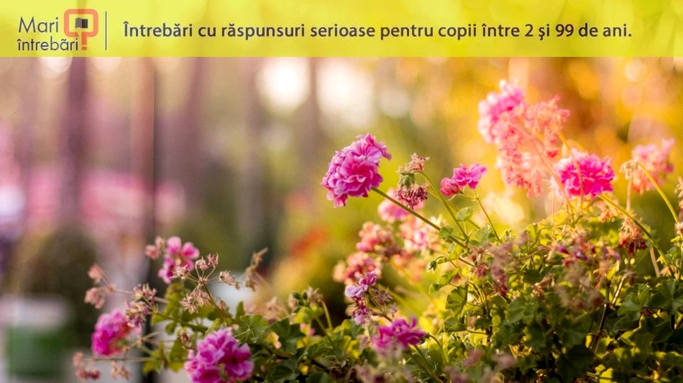 Cum au apărut florile?