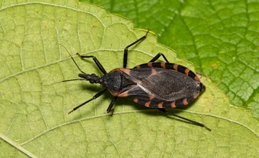 Test de cultură generală. Care este diferența dintre gândaci și insecte?