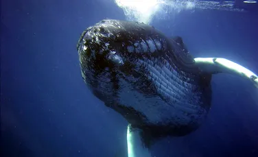 Balenele înghit microplastice într-un număr îngrozitor de mare