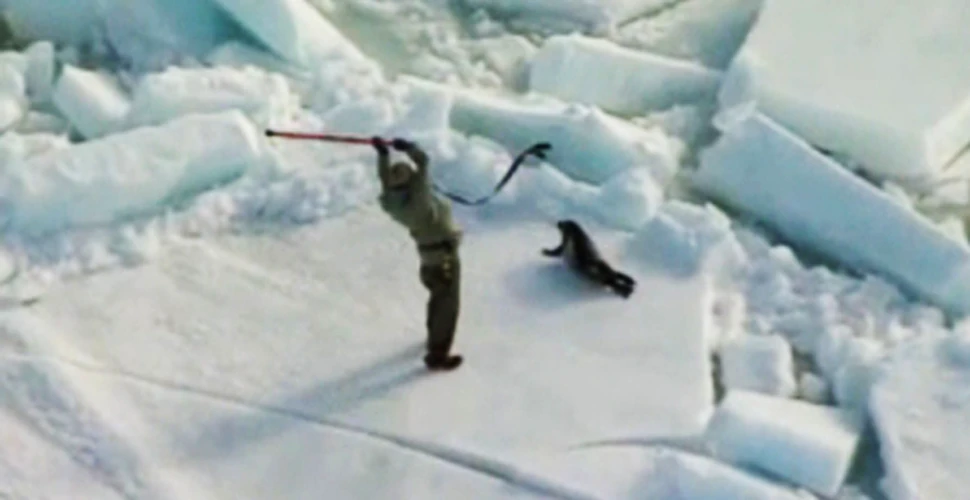 Violenta rar intalnita la vanatoarea de foci (VIDEO)
