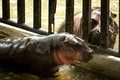 Un pui de hipopotam pitic face senzație la o grădină zoologică din Thailanda