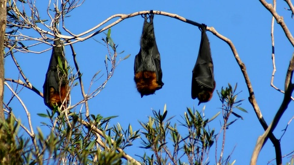 Din pacate, liliecii trebuie evacuati. Dar cum?