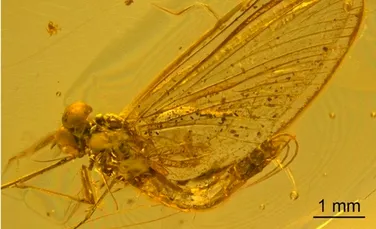 Grup necunoscut de insecte, găsit în chihlimbar vechi de 35 de milioane de ani