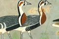 Opere de artă superbe, vechi de 4.600 de ani, au dezvăluit o specie dispărută de gâscă