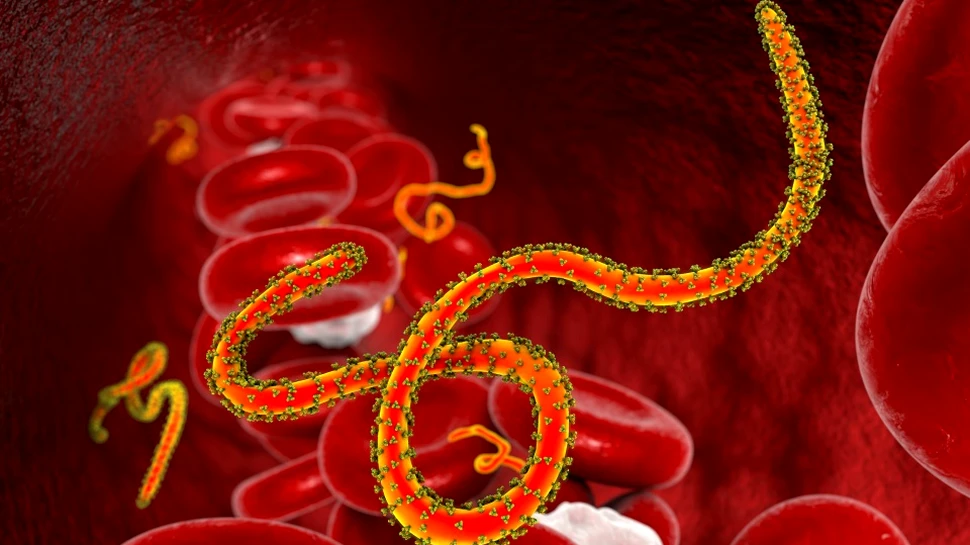 O rezoluţie aproape atomică a virusului Ebola ajută la înţelegerea mecanismului de transmitere