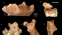O colecție de oase dezvăluie dieta neanderthalienilor
